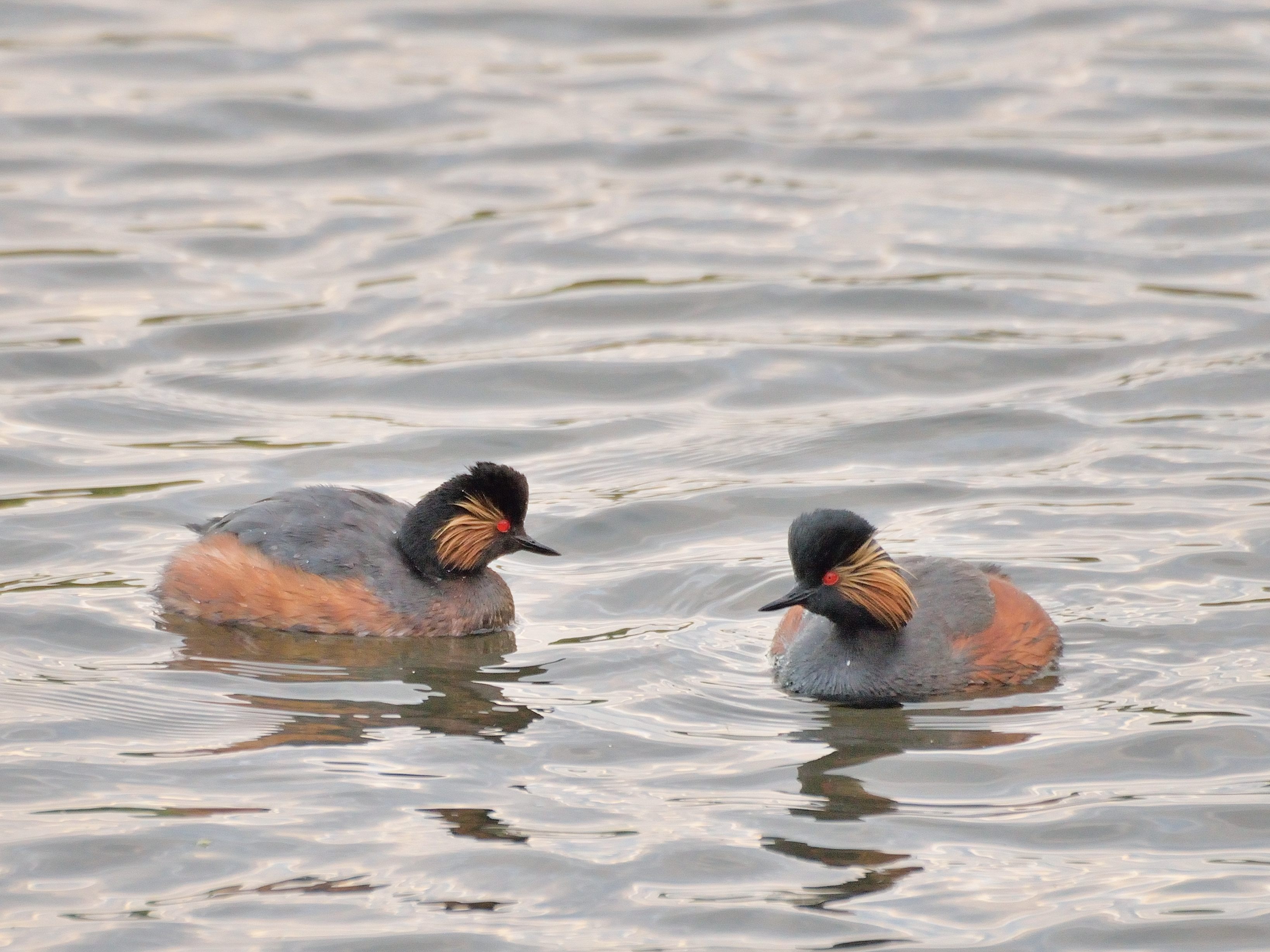 Grèbes à cou noir adultes (Black-necked grebes, Podiceps nigricollis), couple nuptial, Dépôt 54 de la Réserve Naturelle de Mont-Bernanchon, Hauts de France.